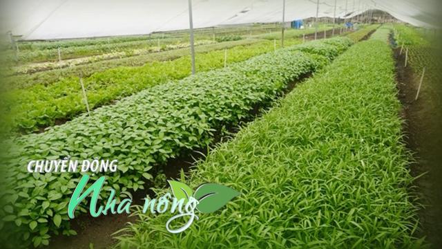 Chuyển động Nhà nông 12/11: Giá rau “lập đỉnh”