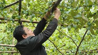 Loại quả đắt nhất thế giới, nông dân Sơn La trồng bạt ngàn thu hoạch nhiều năm, thành đặc sản tốt cho sức khoẻ