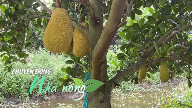 Chuyển động Nhà nông 26/11: Làm mít rải vụ quanh năm, nông dân trẻ Đồng Tháp có thu nhập ổn định hơn hẳn trồng lúa