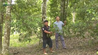 Một xã vùng cao của Bắc Kạn nhiều hộ thoát nghèo, vươn lên làm giàu từ cây hồi