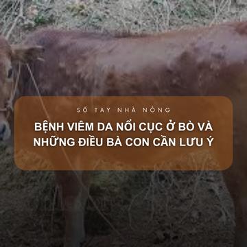 SỔ TAY NHÀ NÔNG: Bệnh viêm da nổi cục ở bò và những điều bà con cần lưu ý