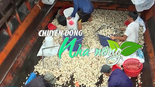 Chuyển động Nhà nông 2/8: Sản lượng giảm, nhiều hợp tác xã nuôi nghêu ở Trà Vinh đang thua lỗ nặng