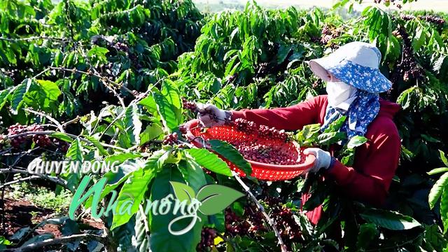 Chuyển động Nhà nông 2/10: Nông dân cứu cây trồng, vật nuôi, kim ngạch xuất khẩu cà phê Gia Lai đạt gần 1 tỷ USD