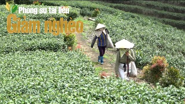 Khi đất và biển hòa vị trong từng búp trà:  Câu chuyện đổi đời ở vùng chè Đường Hoa, Quảng Ninh