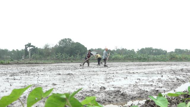 Hải Dương: Nông dân chủ động xoá bỏ ruộng hoang, tích tụ ruộng đất tập trung sản xuất lớn