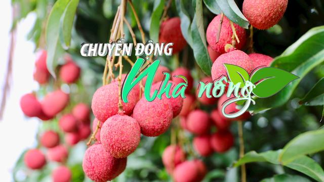 Chuyển động Nhà nông 4/6: 1.600 tấn vải chín sớm mang về cho các hộ gia đình Phương Nam (Quảng Ninh) 61 tỷ đồng
