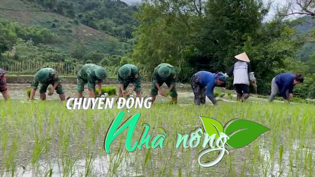 Chuyển động Nhà nông 4/7: Bộ đội biên phòng Nghệ An cùng người dân cấy lúa