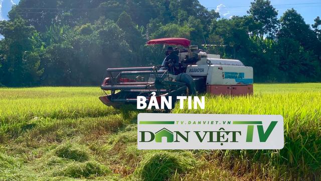 Bản tin Dân Việt TV 4/9: Lo ngại bão số 3, nông dân hối hả ra đồng gặt dù lúa chín chưa tới