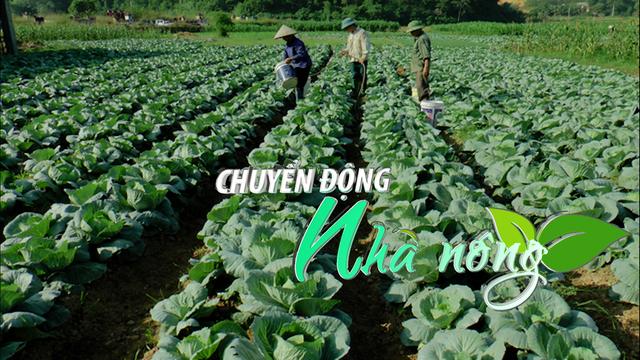 Chuyển động Nhà nông 4/10: Các tỉnh phía Bắc đặt mục tiêu giá trị sản xuất vụ Đông 2024 đạt 40 nghìn tỷ đồng