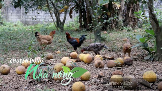 Chuyển động Nhà nông 3/12: Bưởi Diễn rụng la liệt, 1.000 hộ dân lo lắng 'mất trắng' dịp Tết