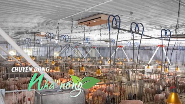 Chuyển động Nhà nông 4/12: Giá lợn hơi tiếp đà tăng tốt, chạm mốc 70.000 đồng/kg dịp Tết?