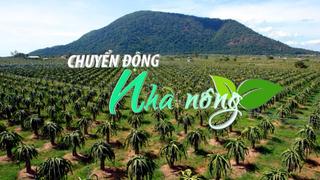 Chuyển động Nhà nông 5/5: Vùng chuyên canh thanh long đón cơn mưa 'vàng' giải nhiệt