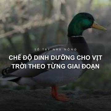 SỔ TAY NHÀ NÔNG: Chế độ dinh dưỡng cho vịt trời theo từng giai đoạn 