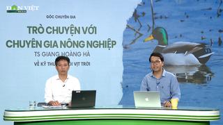 GÓC CHUYÊN GIA: Kỹ thuật chăm sóc vịt trời ở giai đoạn con non 