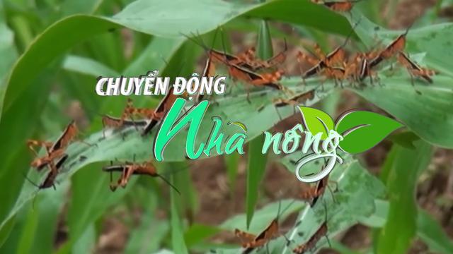 Chuyển động Nhà nông 5/6: Châu chấu tre lưng vàng gây hại diện rộng ở Cao Bằng