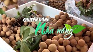 Chuyển động Nhà nông 6/8: Nhãn lồng Hưng Yên sẵn sàng chinh phục thị trường Nhật Bản