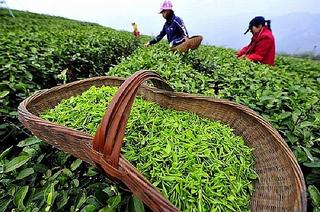 Việt Nam cần làm gì để mở rộng thị phần xuất khẩu chè sang Pakistan? 
