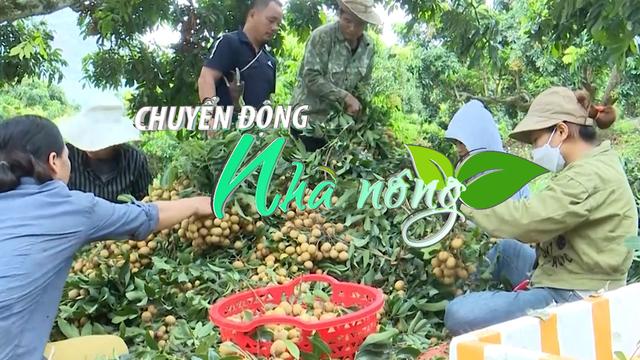 Chuyển động Nhà nông 7/7: Nhãn chín sớm Sông Mã có giá cao kỷ lục, 50.000 đồng/kg