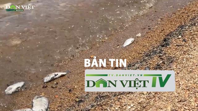 Bản tin Dân Việt TV 7/8: Cá chết bất thường ở nơi cấp nước cho 7.000 hộ dân Quảng Bình