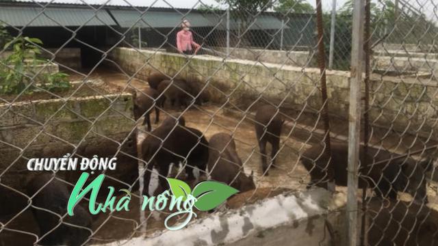 Chuyển động Nhà nông 7/11: Hé lộ “bí kíp” nuôi lợn rừng nữ nông dân 9X Nghệ An, giá xoài An Giang tăng mạnh