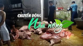 Chuyển động Nhà nông 8/4: Phát hiện hơn 1 tấn lợn mắc dịch tả lợn châu Phi chuẩn bị tuồn ra thị trường