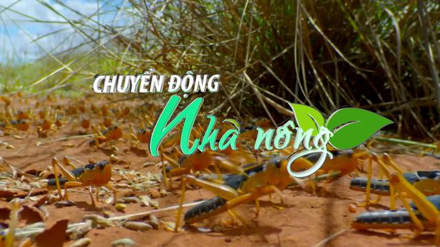 Chuyển động Nhà nông 8/6: Phương pháp đối phó với mối đe dọa từ những đàn châu chấu háu đói