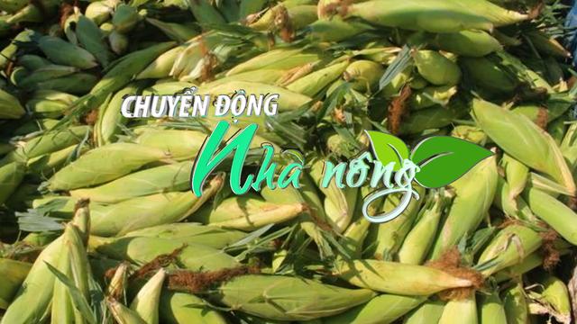 Chuyển động Nhà nông 8/7: Vùng quê nghèo đi lên từ mô hình “Trồng cây ngô ngọt xuất khẩu” ở Nghệ An