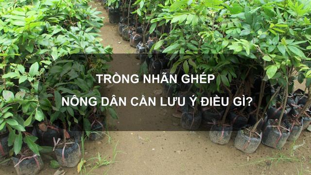 Sổ tay Nhà nông: Trồng nhãn ghép nông dân cần lưu ý điều gì?