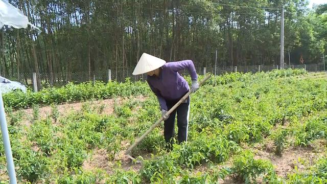 Không trồng keo, sắn nữa: Nông dân Hà Tĩnh chỉ cách làm giàu từ sả và chè vằng