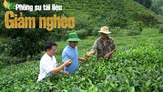 Hương chè trên đồi nghèo – Hành trình xanh thoát nghèo bền vững ở Thọ Bình, Thanh Hóa