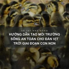 SỔ TAY NHÀ NÔNG: Hướng dẫn tạo môi trường sống an toàn cho đàn vịt trời giai đoạn con non