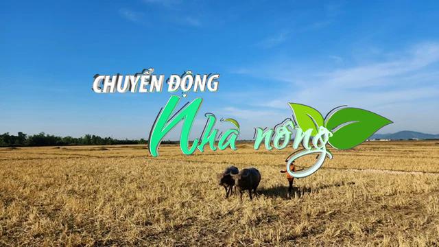 Chuyển động Nhà nông 9/6: Nông dân Quang Thọ “cắn răng” bỏ hoang hơn 40ha đất vụ hè thu vì thiếu nước