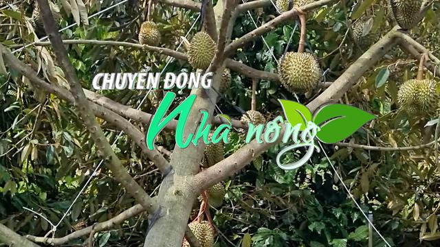 Chuyển động Nhà nông 9/7: Gần 100 tấn sầu riêng thiệt hại do giông lốc ở Đắk Lắk
