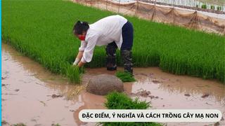 Hướng dẫn: Cách giữ cho mạ sinh trưởng tốt trong thời tiết nắng nóng