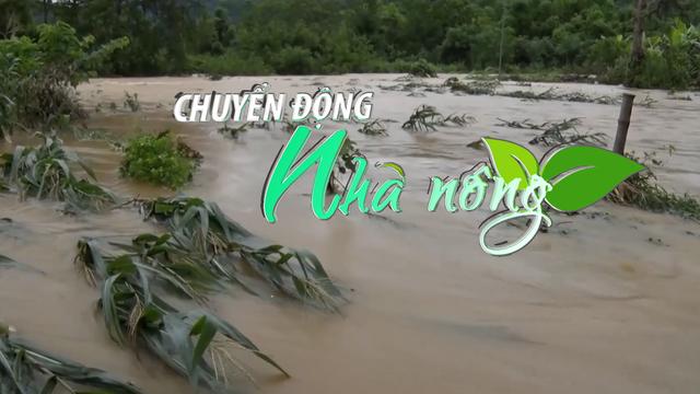 Chuyển động Nhà nông 10/6: Mưa lũ gây thiệt hại 27.000 ha lúa, mạ và hoa màu của người dân Cao Bằng 