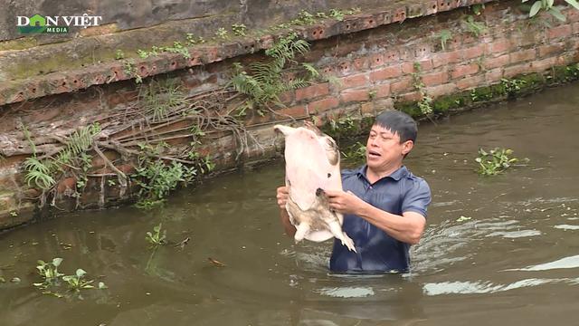 Người nông dân "quê hương 5 tấn" thu lãi hàng trăm triệu đồng nhờ nuôi ba ba theo cách độc đáo