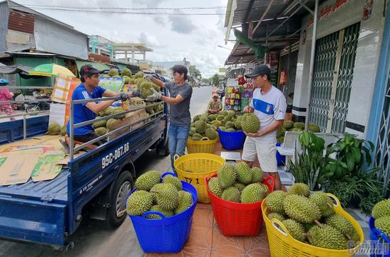 TP. Cần Thơ đã cấp gần 200 mã số vùng trồng cây ăn trái cho người nông dân