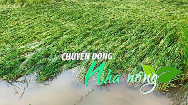 Chuyển động Nhà nông 11/9: Hơn 124.500 ha lúa bị ngập úng tại Hải Dương, Hưng Yên, Thái Bình, Hà Nội 