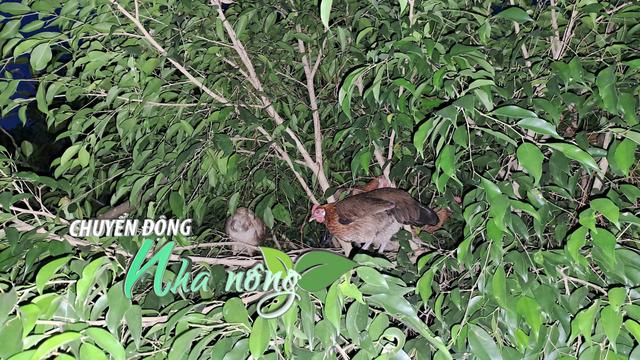 Chuyển động Nhà nông 11/10: Vùng gò cao Tây Ninh ngập chưa từng thấy, khách “săn” gà rừng từ nông dân Hải Phòng