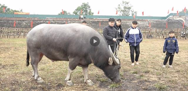 Kỳ công nghề chăm trâu chọi tại xã Hải Lựu, Vĩnh Phúc