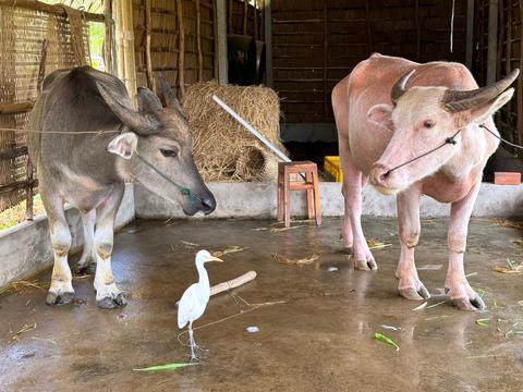 "Độc lạ" chú trâu màu hồng ở Cần Thơ