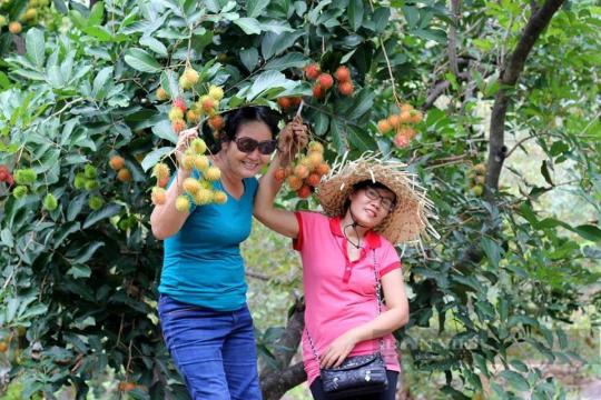 Vườn chôm chôm nặng trĩu quả thu hút hàng trăm lượt khách tham quan