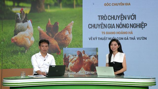 GÓC CHUYÊN GIA: Nuôi gà thả vườn cần chuẩn bị những gì?