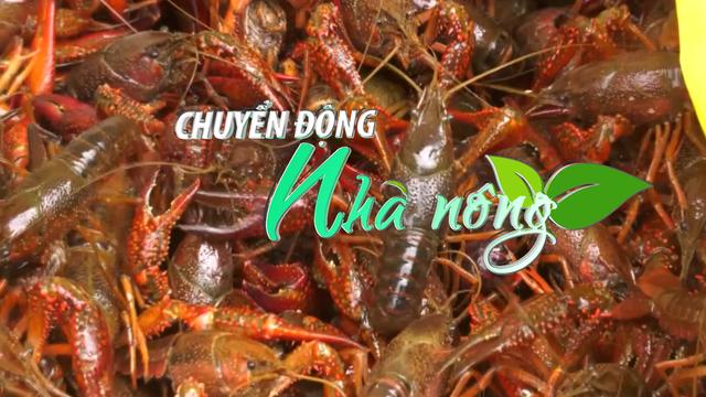 Chuyển động Nhà nông 12/6: Tôm hùm đất Trung Quốc bỗng trở thành “hàng hot" tại thị trường Việt Nam