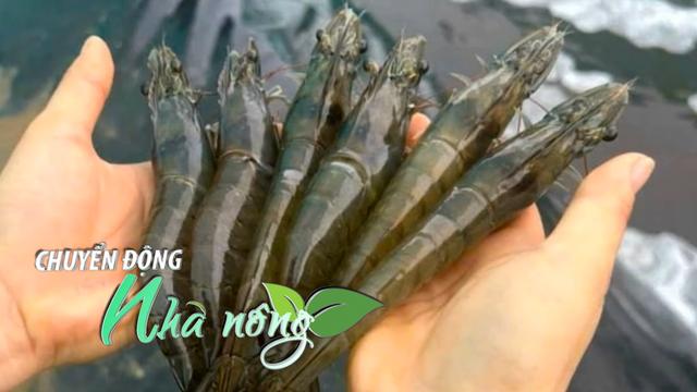 Chuyển động nhà nông 21/8: Cà Mau hướng đến 1.000ha nuôi tôm sạch