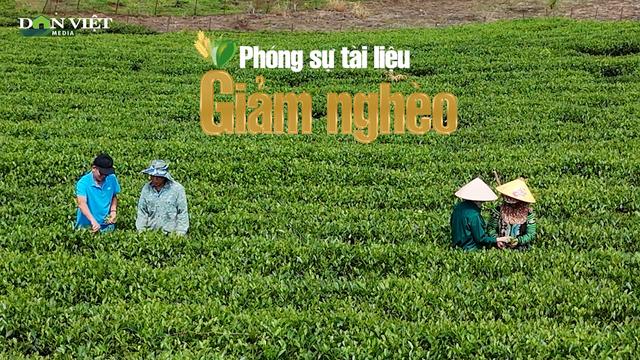 “Vị ngọt trên đất đá” - Hành trình cây chè thức tỉnh trên đất khó Phiêng Cằm