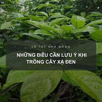 SỔ TAY NHÀ NÔNG: Những điều cần lưu ý khi trồng cây xạ đen 