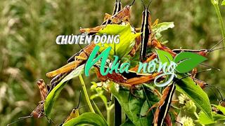 Chuyển động Nhà nông 14/6: Châu chấu tre đã phát sinh và gây hại tại 11/16 tỉnh ở phía Bắc