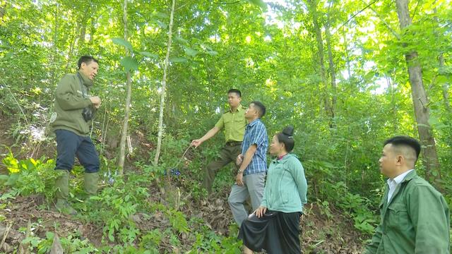 Sơn La: Chuyên gia 'mách nước' cho nông dân Yên Châu bí quyết trồng 'vàng ròng' từ cây tếch