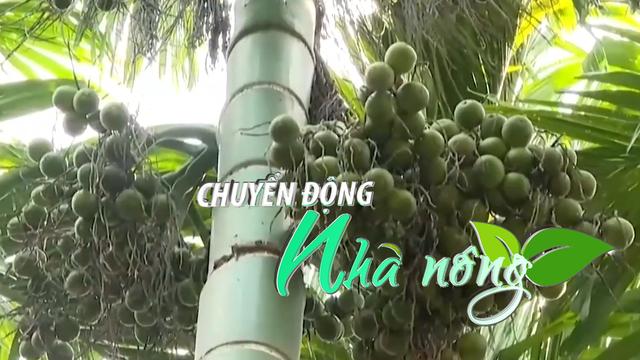 Chuyển động Nhà nông 14/10: Giá cau cao chưa từng có, Quảng Ngãi tức tốc ra khuyến cáo